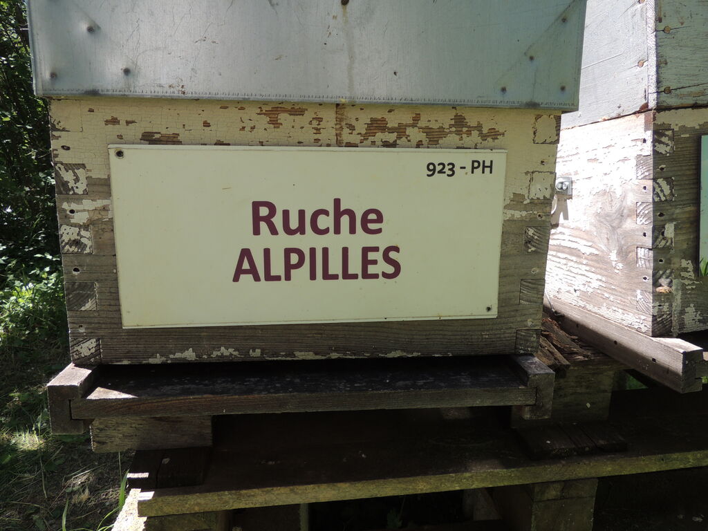 La ruche Alpilles