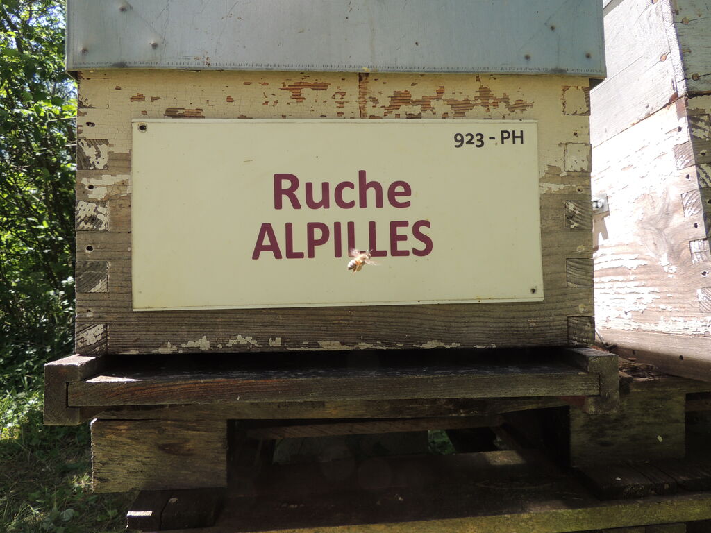 La ruche Alpilles