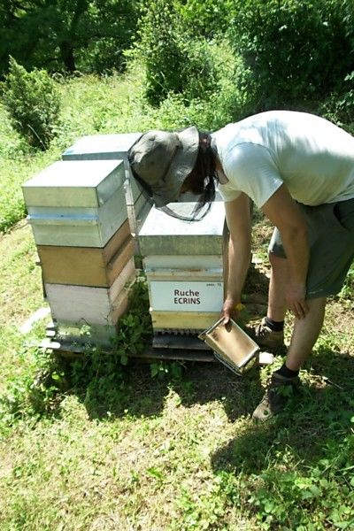La ruche Ecrins