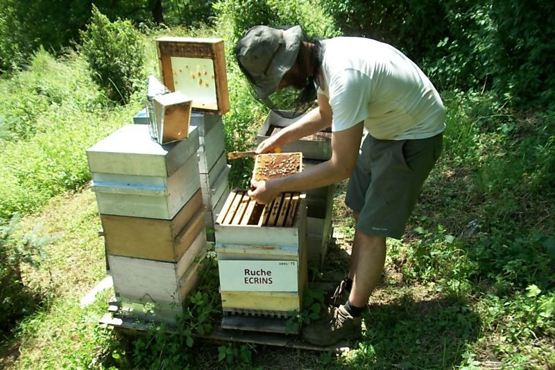 La ruche Ecrins
