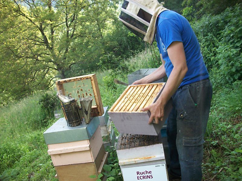 La ruche Ecrins