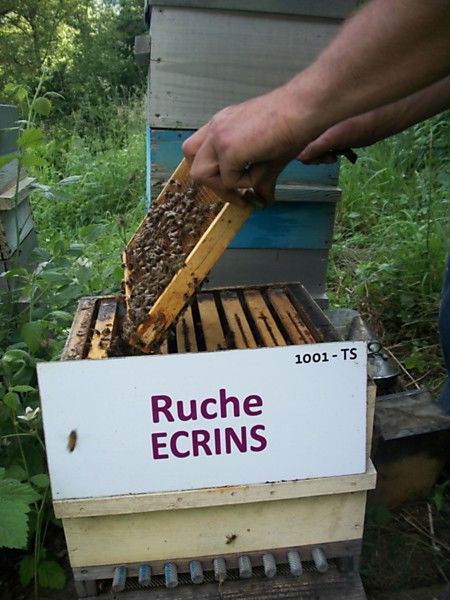 La ruche Ecrins