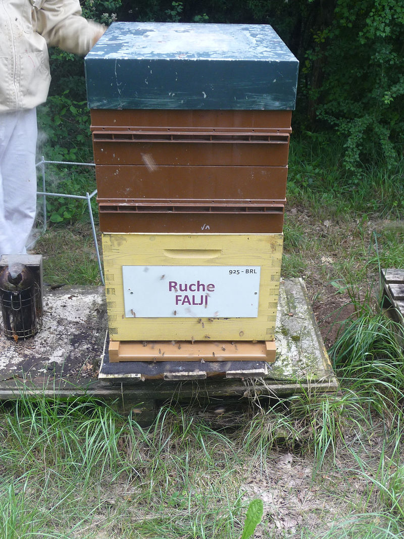 La ruche Falji