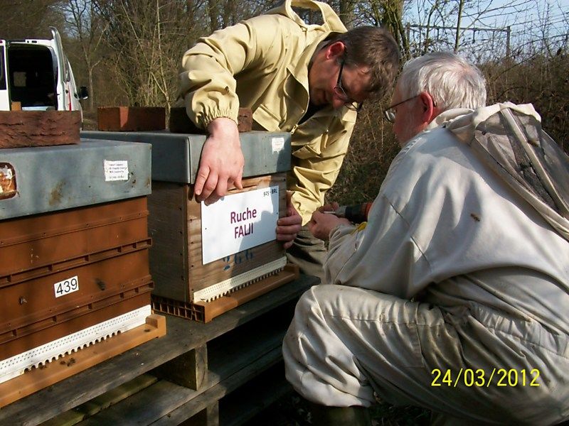 La ruche Falji