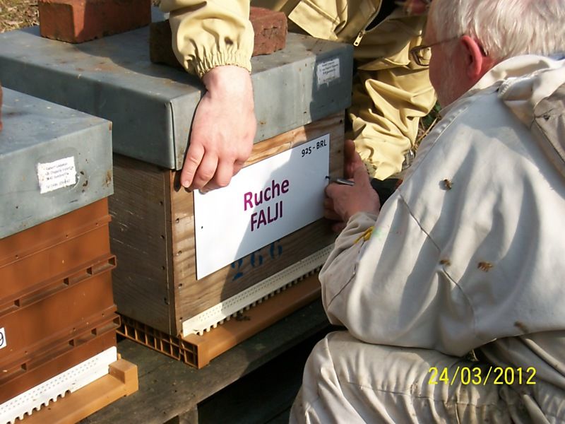 La ruche Falji