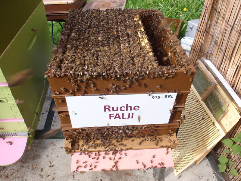 La ruche Falji