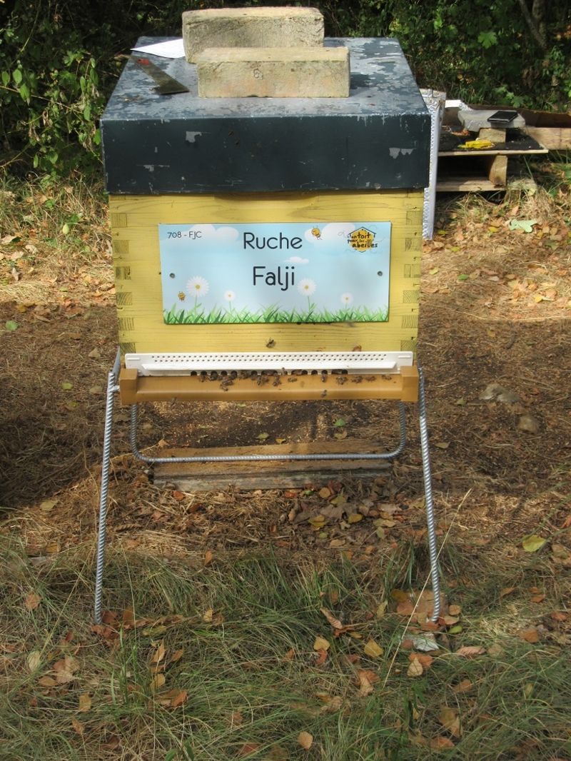 La ruche Falji
