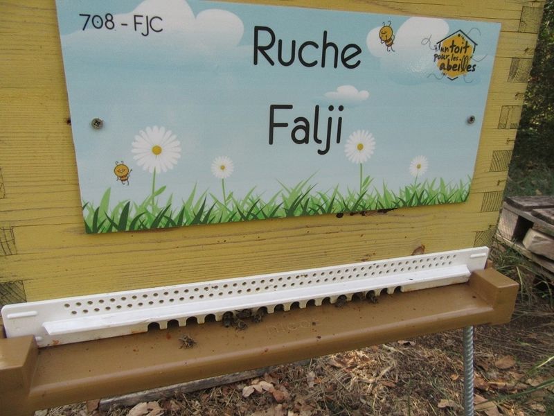 La ruche Falji