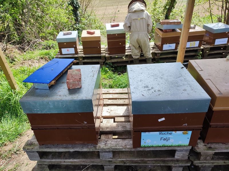 La ruche Falji