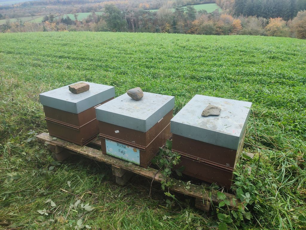 La ruche Falji