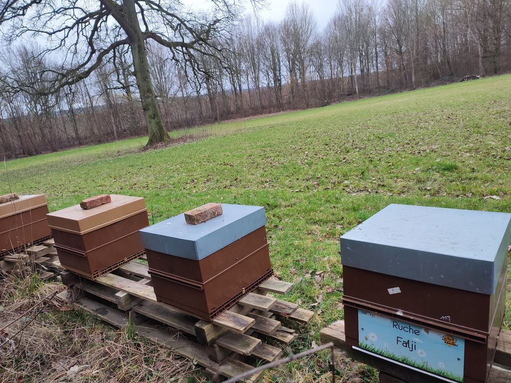 La ruche Falji