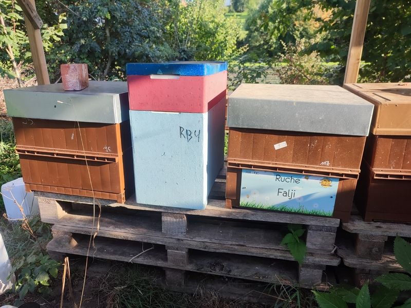 La ruche Falji