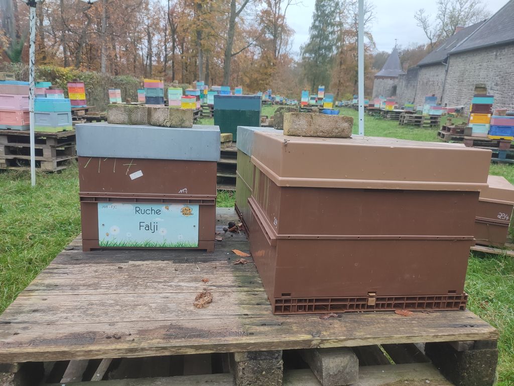 La ruche Falji