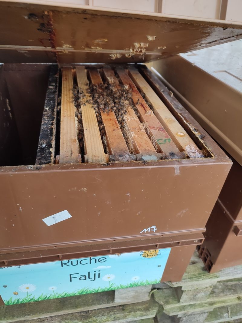 La ruche Falji