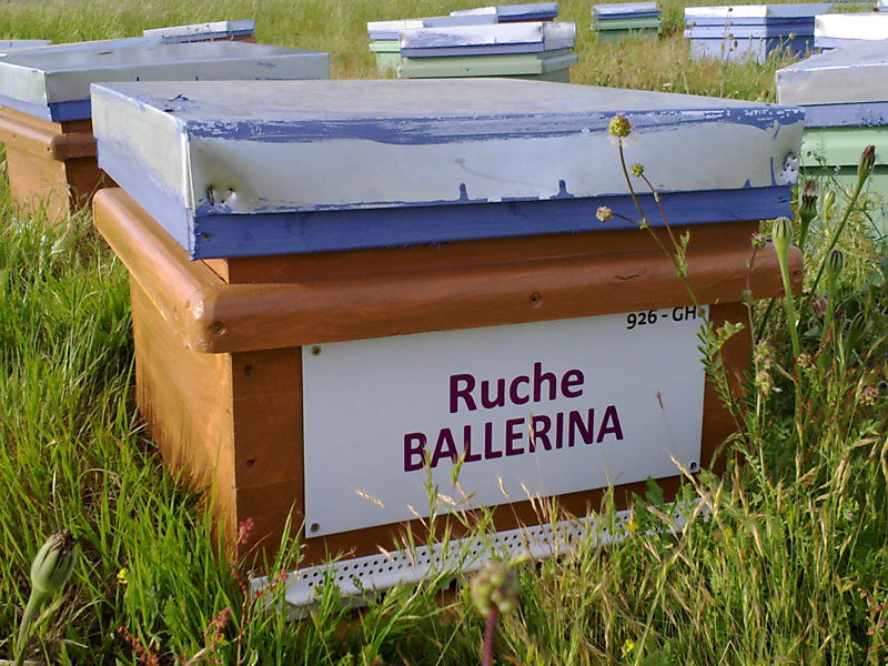 La ruche Ballérina