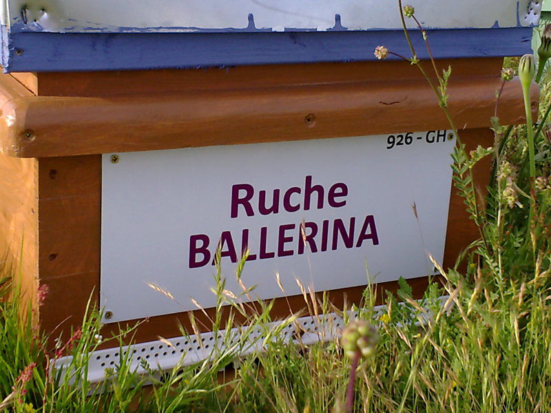 La ruche Ballérina