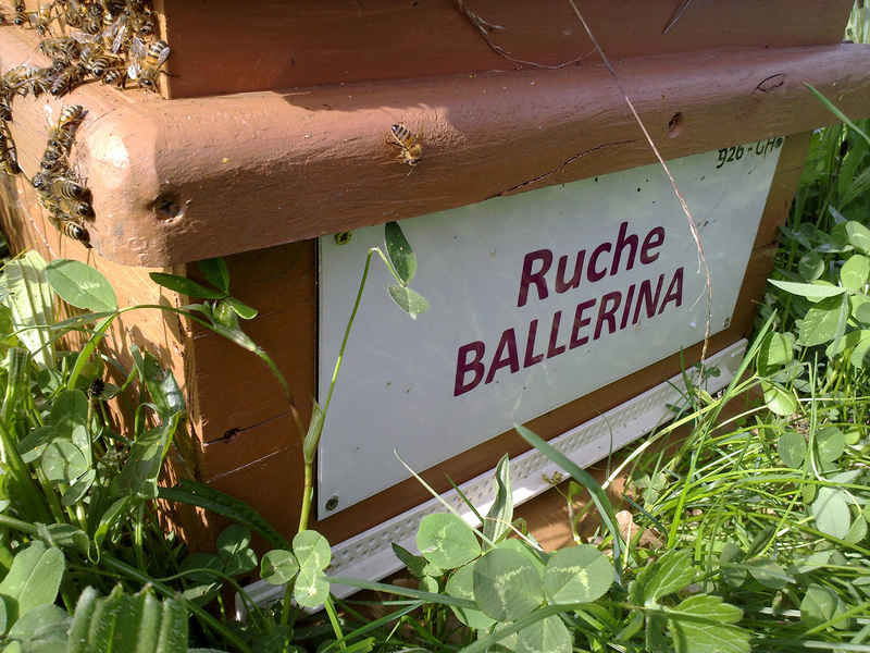 La ruche Ballérina