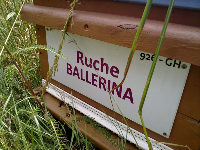 La ruche Ballérina