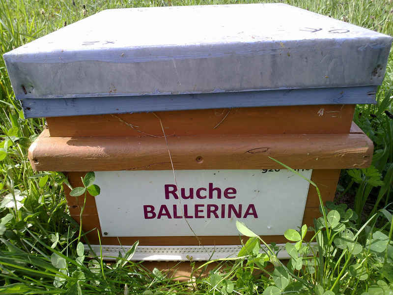 La ruche Ballérina