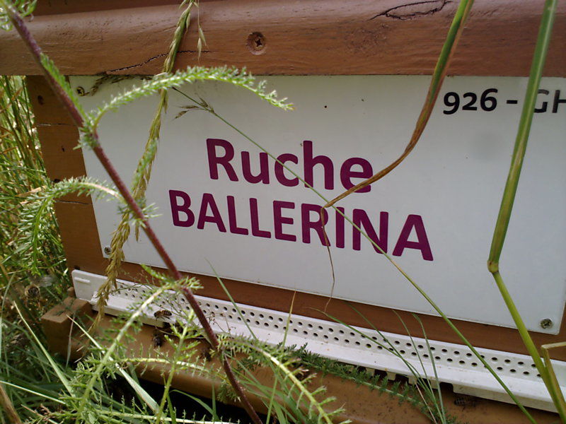 La ruche Ballérina