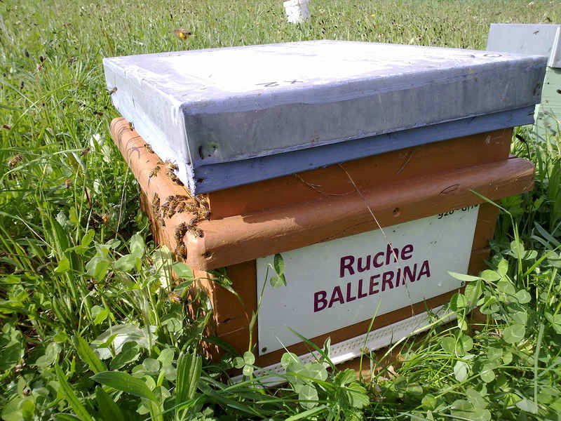 La ruche Ballérina