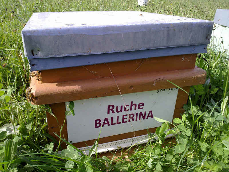 La ruche Ballérina