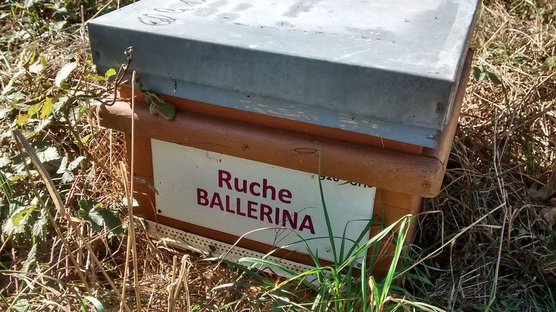La ruche Ballérina