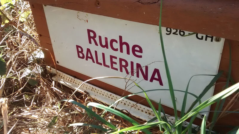 La ruche Ballérina