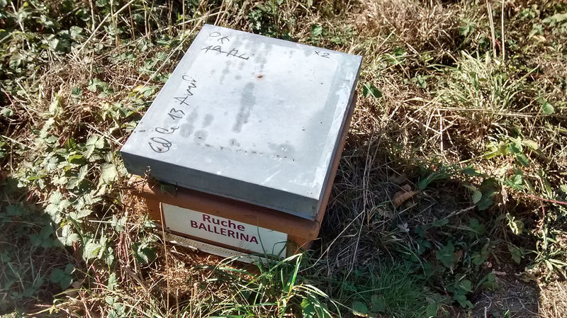 La ruche Ballérina