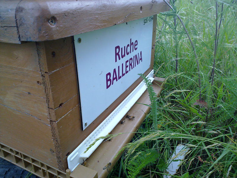 La ruche Ballérina