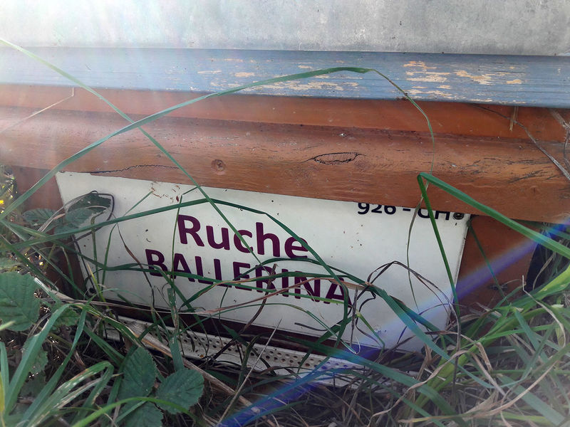 La ruche Ballérina