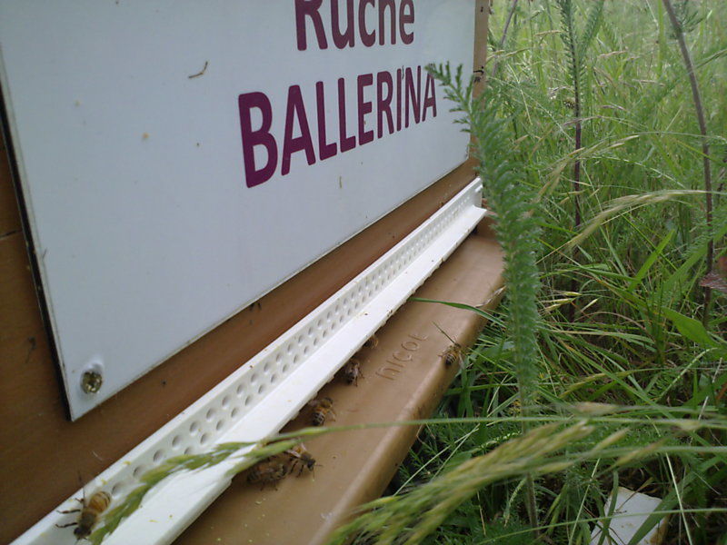 La ruche Ballérina