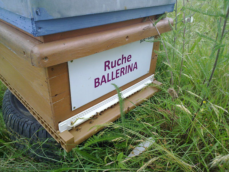 La ruche Ballérina