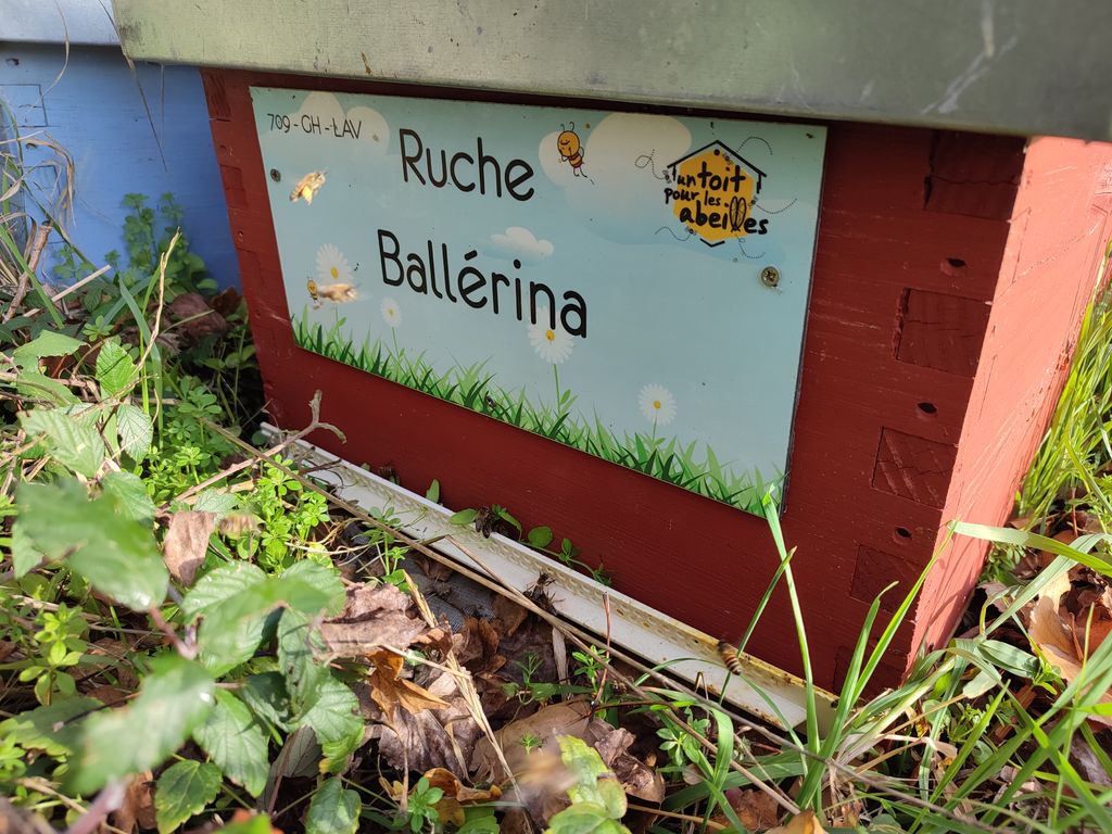 La ruche Ballérina