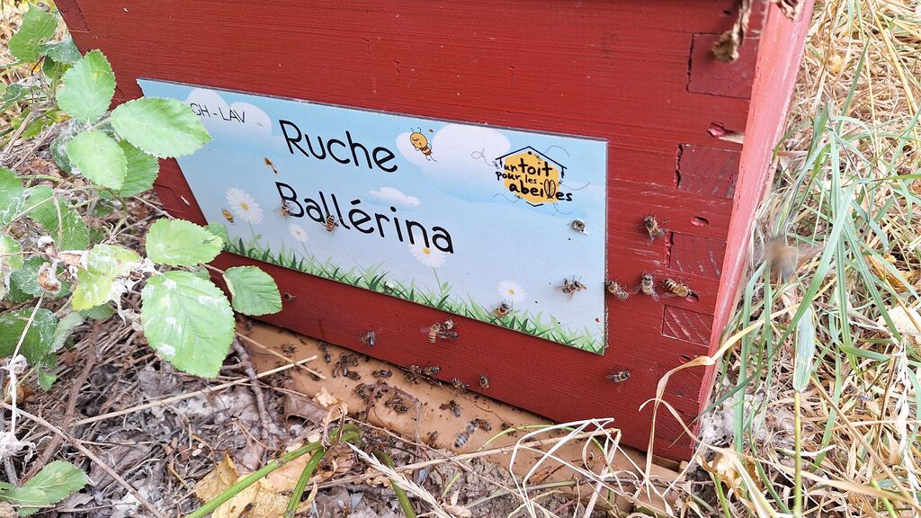 La ruche Ballérina