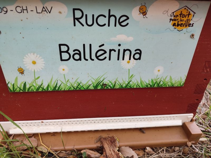 La ruche Ballérina