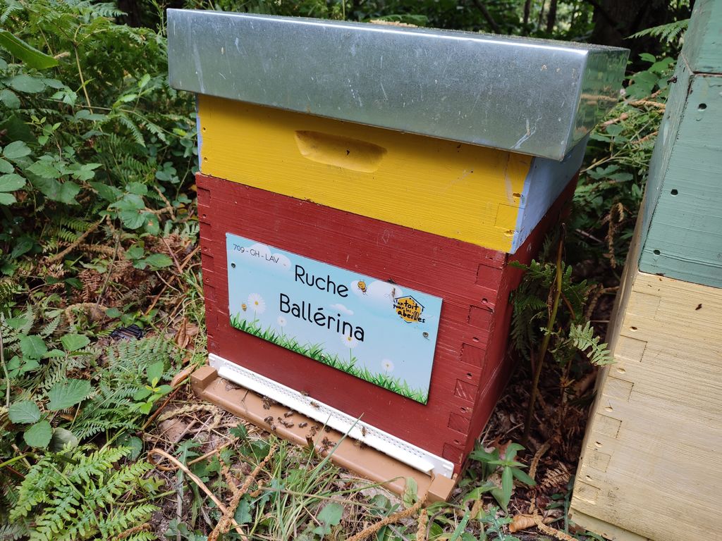 La ruche Ballérina