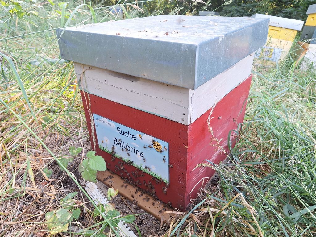 La ruche Ballérina