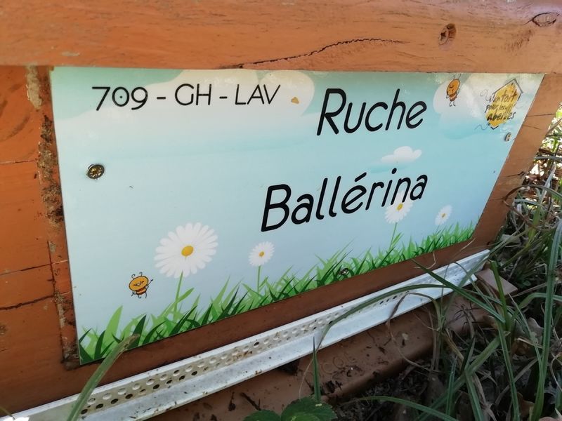 La ruche Ballérina