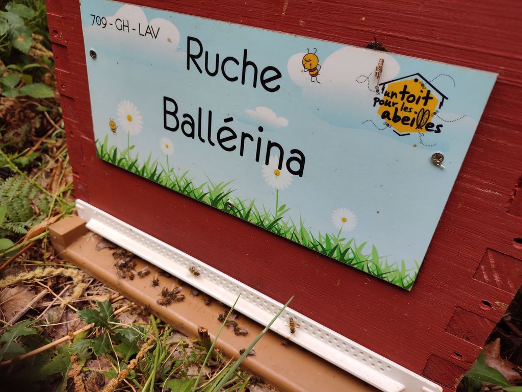 La ruche Ballérina