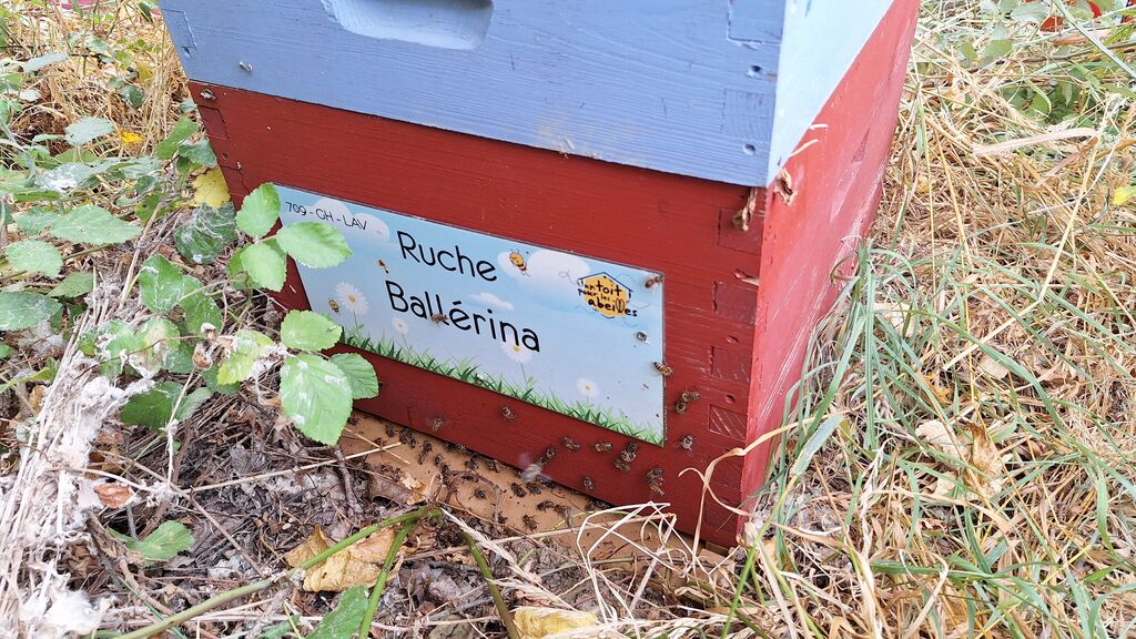 La ruche Ballérina