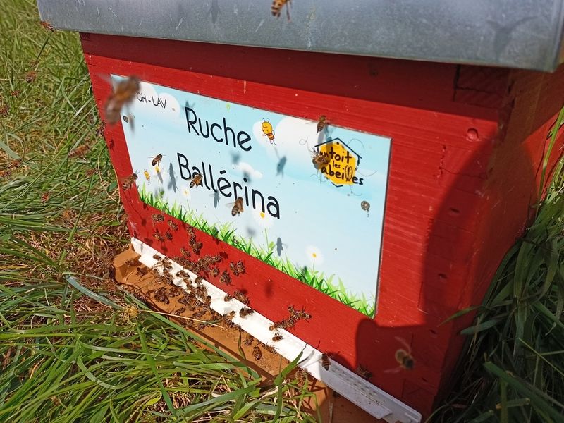 La ruche Ballérina