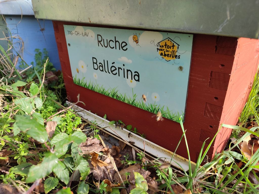 La ruche Ballérina