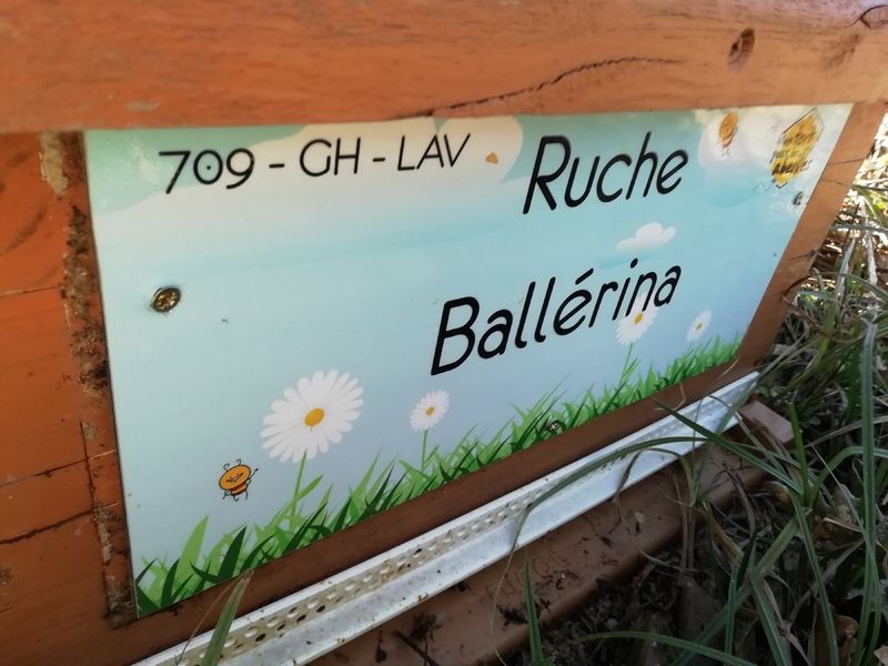 La ruche Ballérina