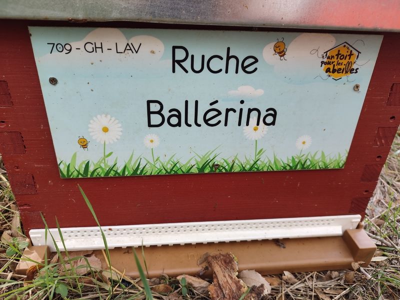 La ruche Ballérina