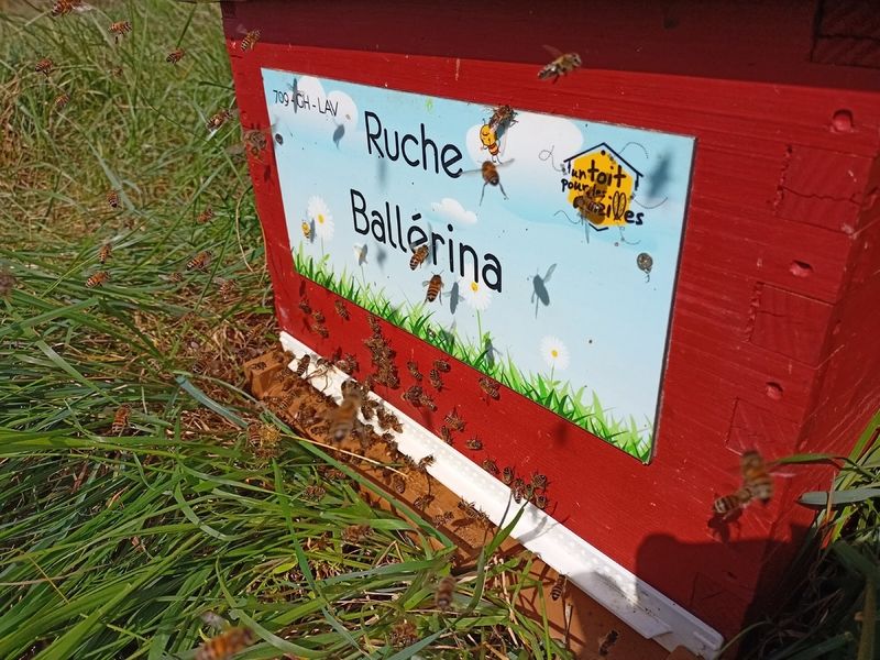 La ruche Ballérina