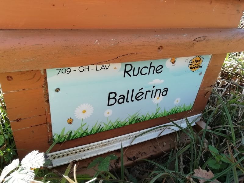 La ruche Ballérina