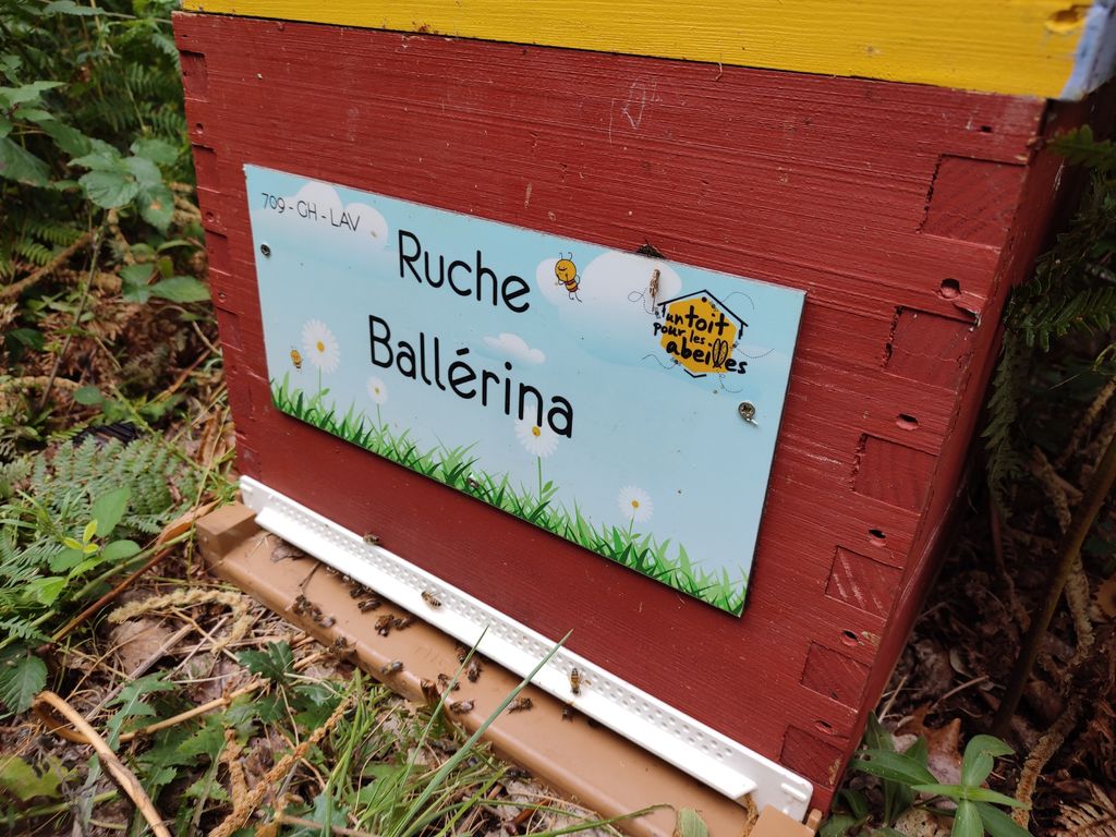 La ruche Ballérina