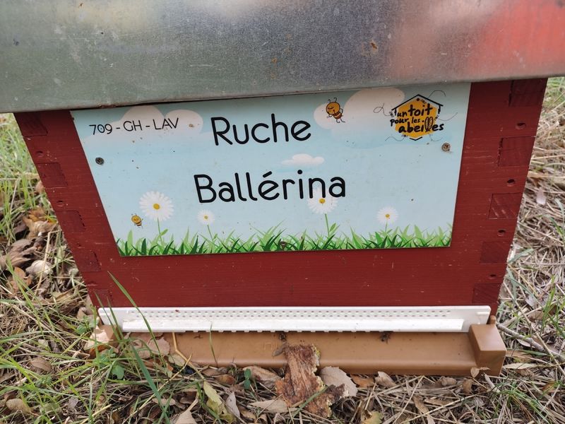 La ruche Ballérina