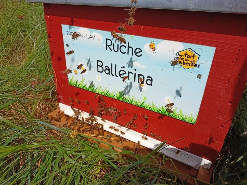 La ruche Ballérina
